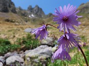 Laghi di Ponteranica dai Piani dell’Avaro con splendide fioriture – 9 giugno 25 - FOTOGALLERY
